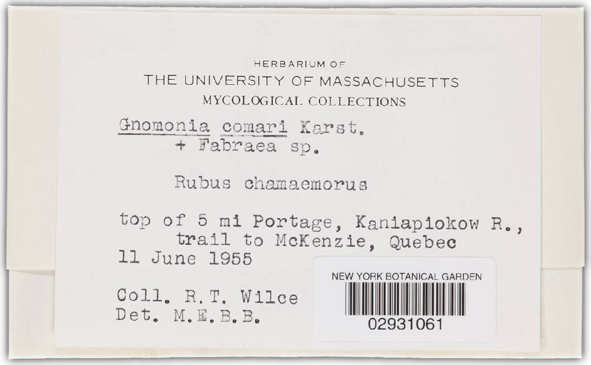 Gnomonia comari image