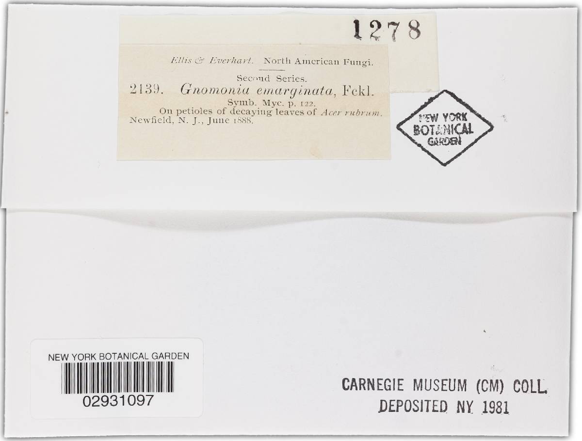 Gnomonia emarginata image