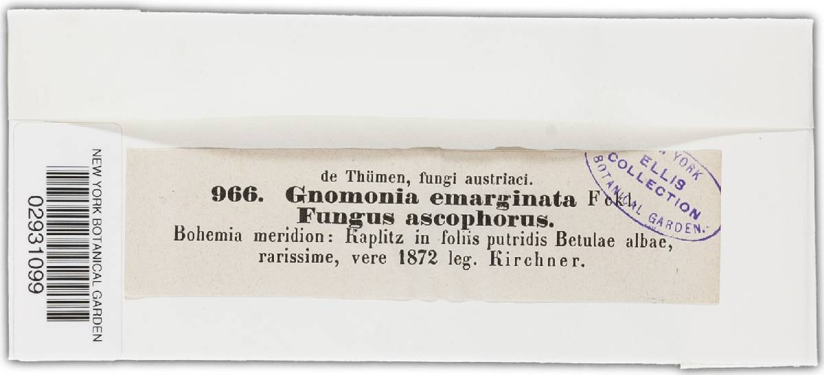 Gnomonia emarginata image