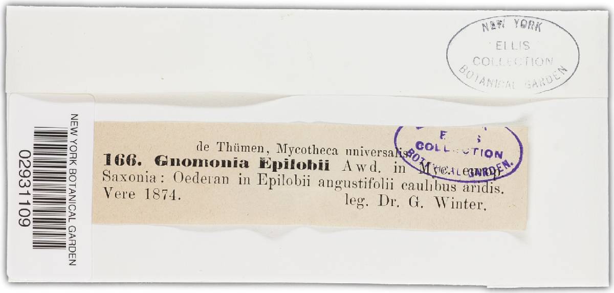 Didymella epilobii image