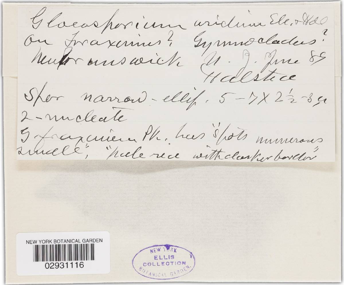 Apiognomonia errabunda image