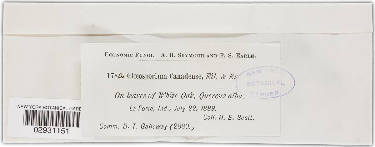 Apiognomonia errabunda image