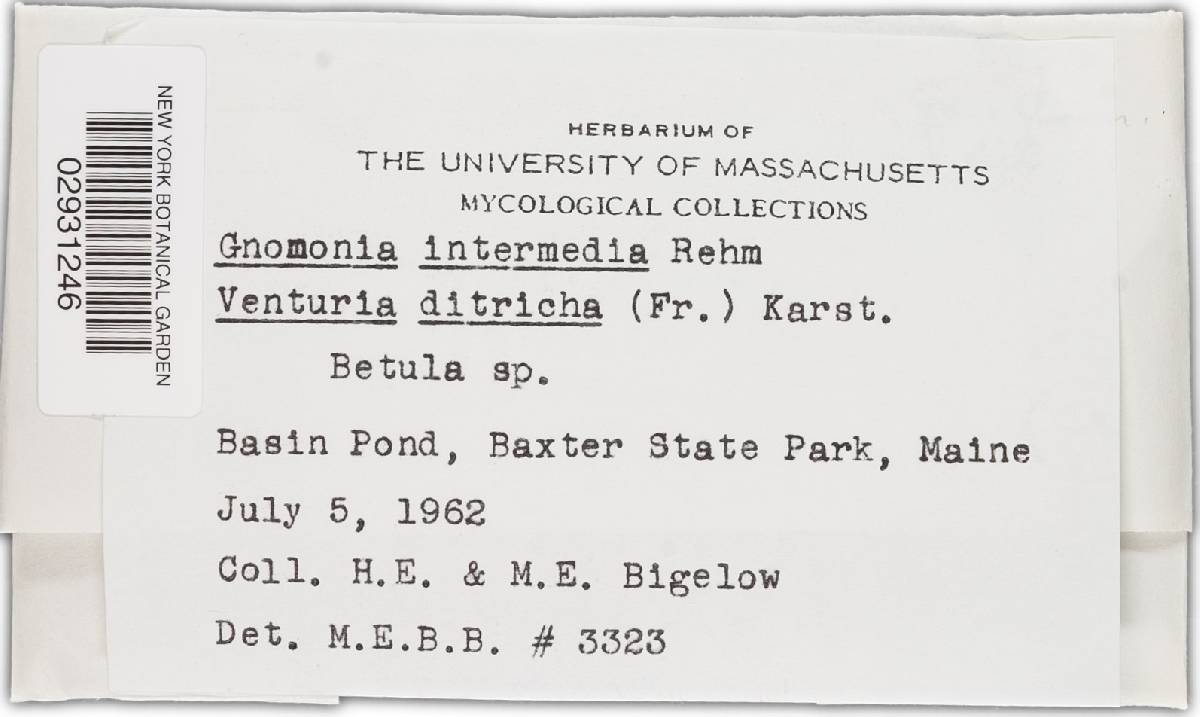 Gnomonia intermedia image