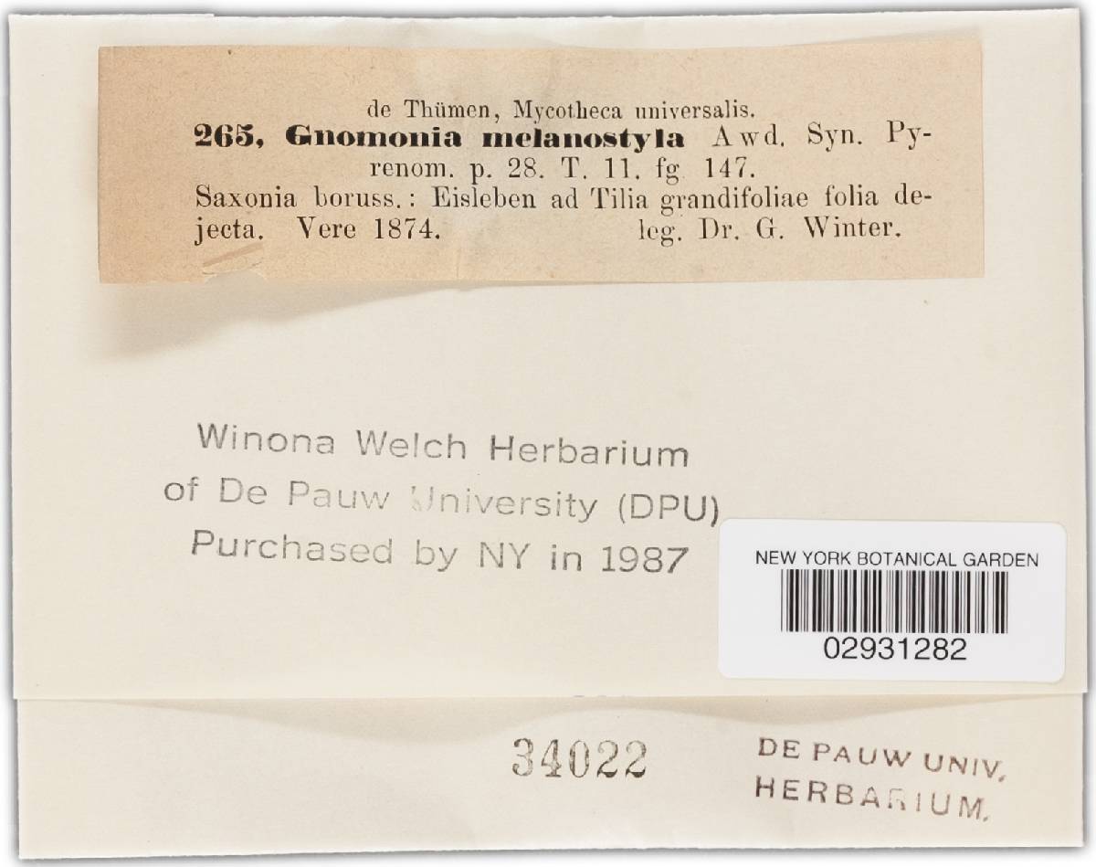 Gnomonia melanostyla image