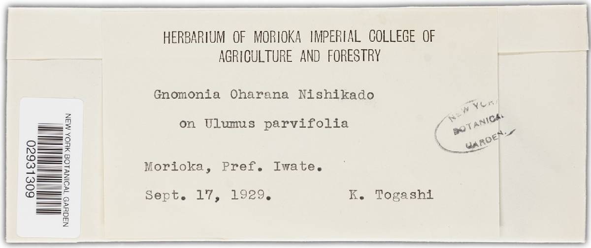 Gnomonia oharana image