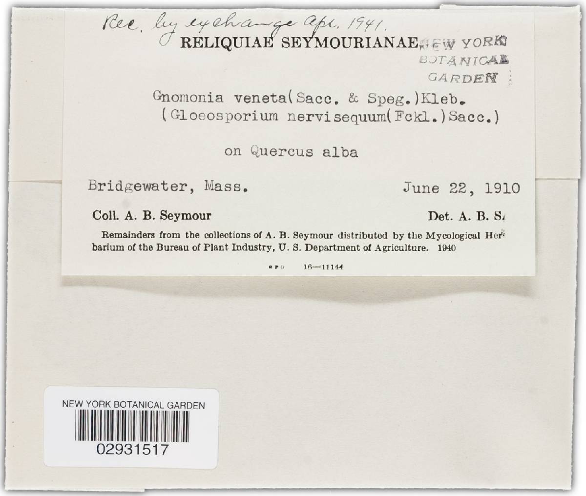 Apiognomonia image