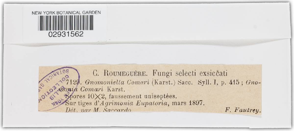 Gnomonia comari image