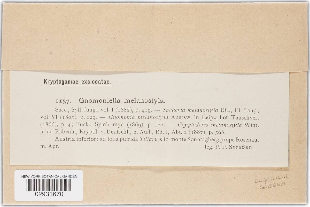 Gnomoniella melanostyla image