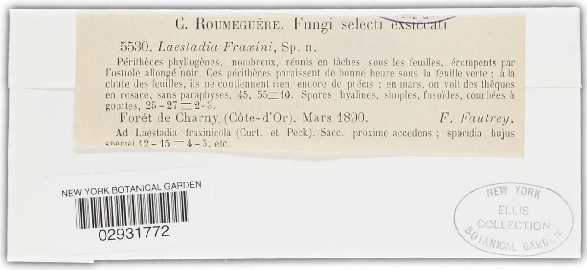 Laestadia fraxini image