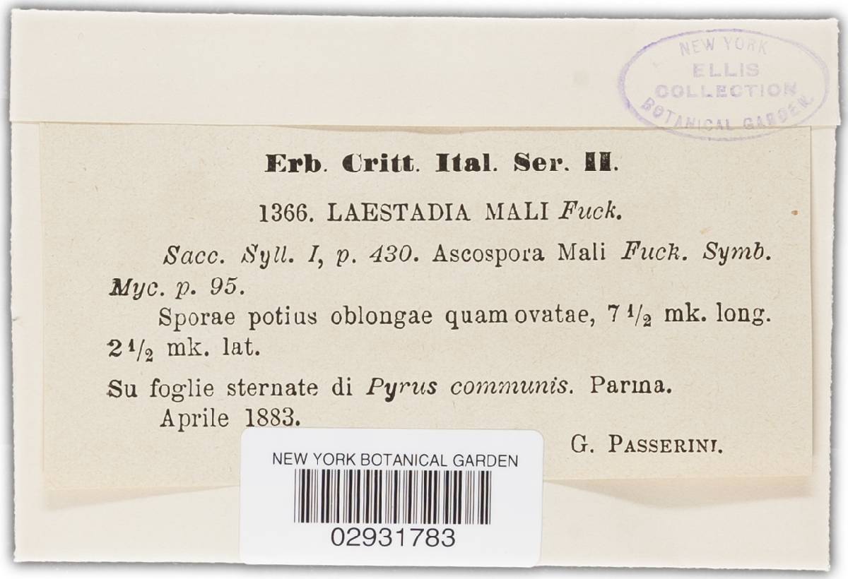 Laestadia mali image