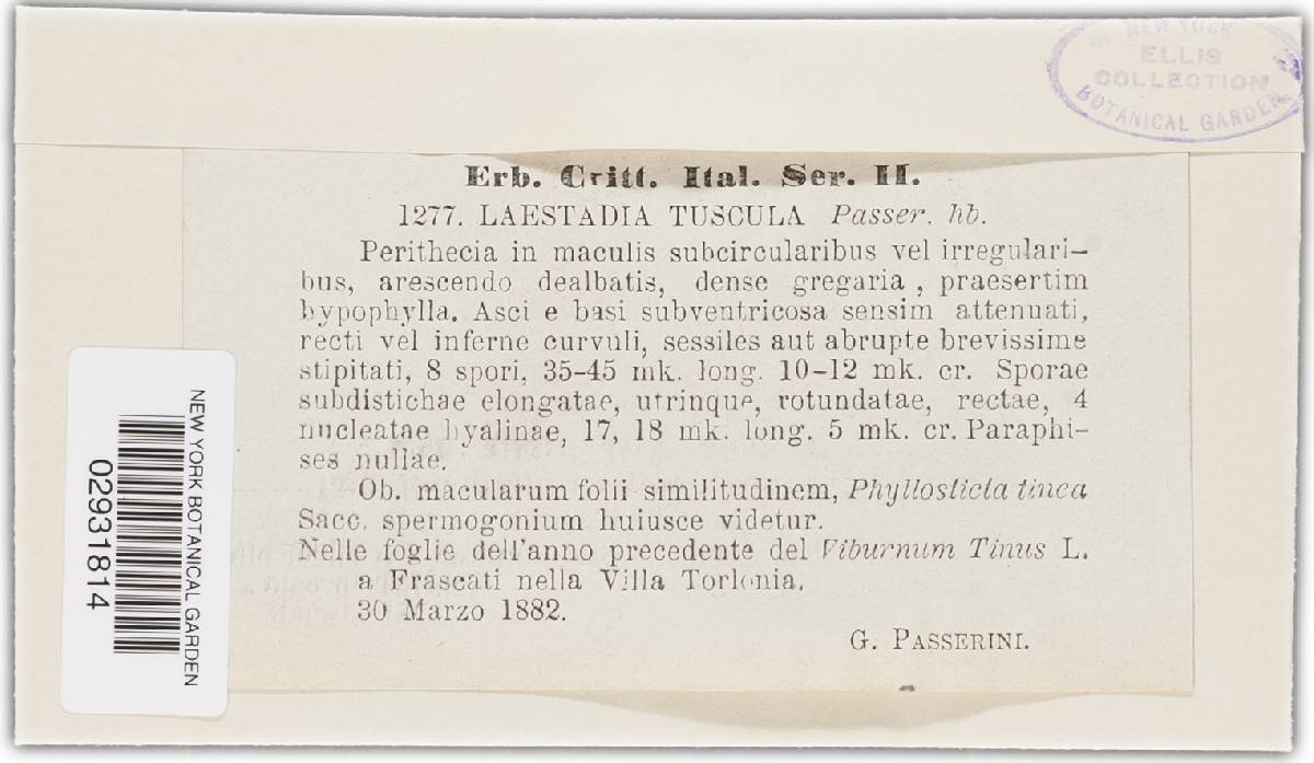 Laestadia tuscula image