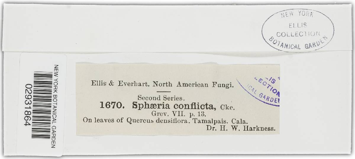 Linospora conflicta image