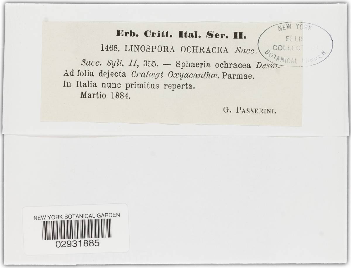Linospora ochracea image