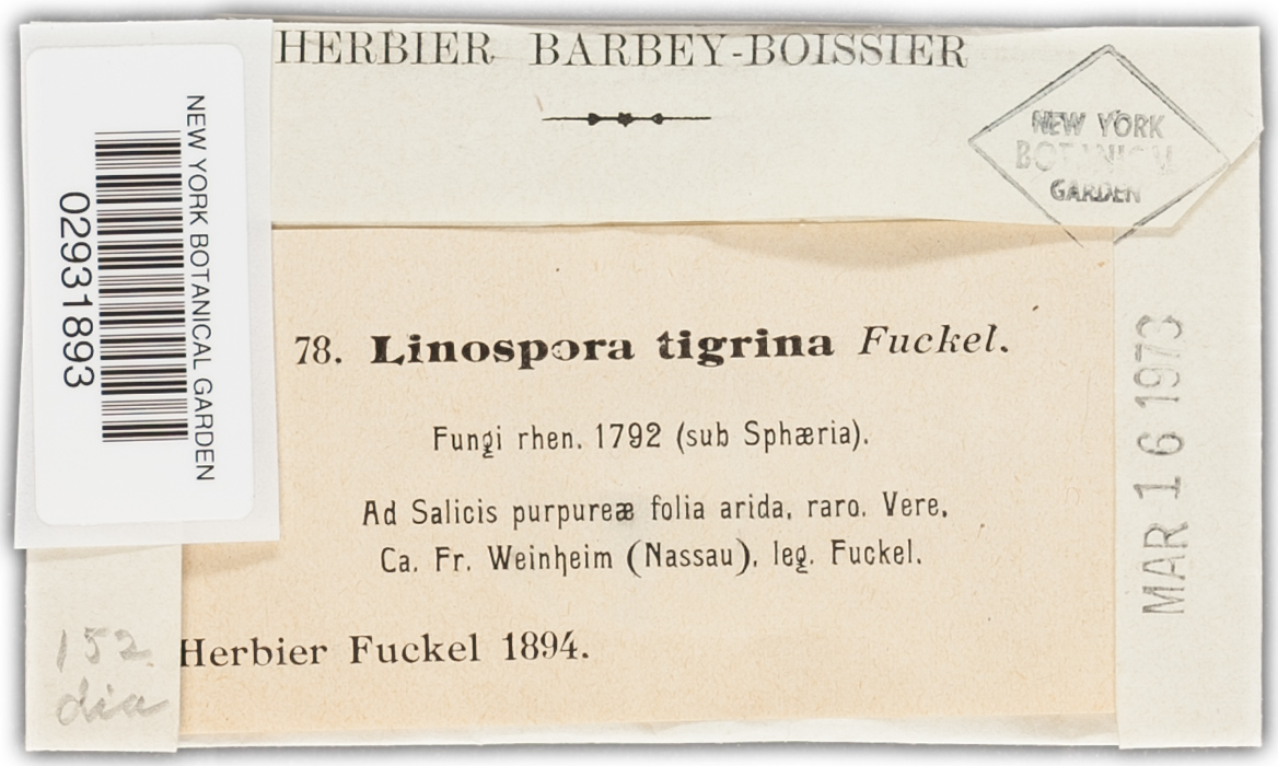Linospora tigrina image