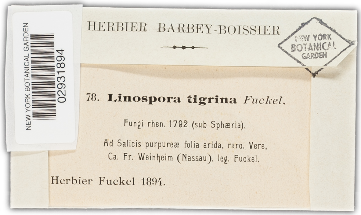 Linospora tigrina image