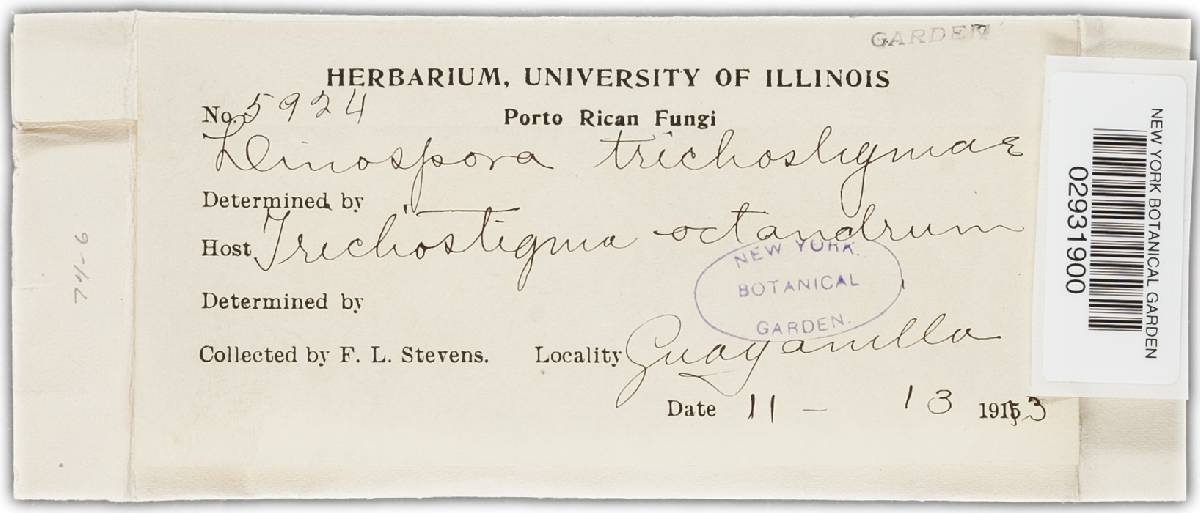 Linospora trichostigmae image