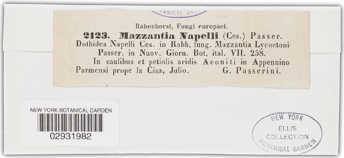 Mazzantia napelli image