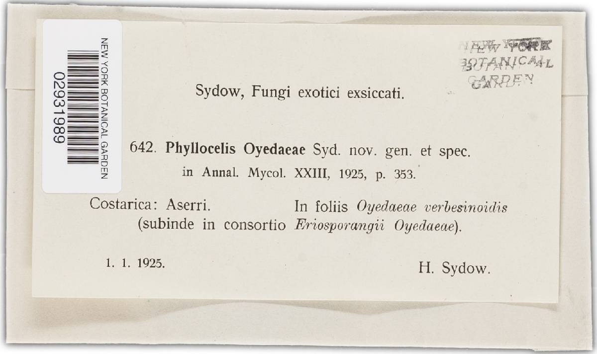 Phyllocelis oyedaeae image