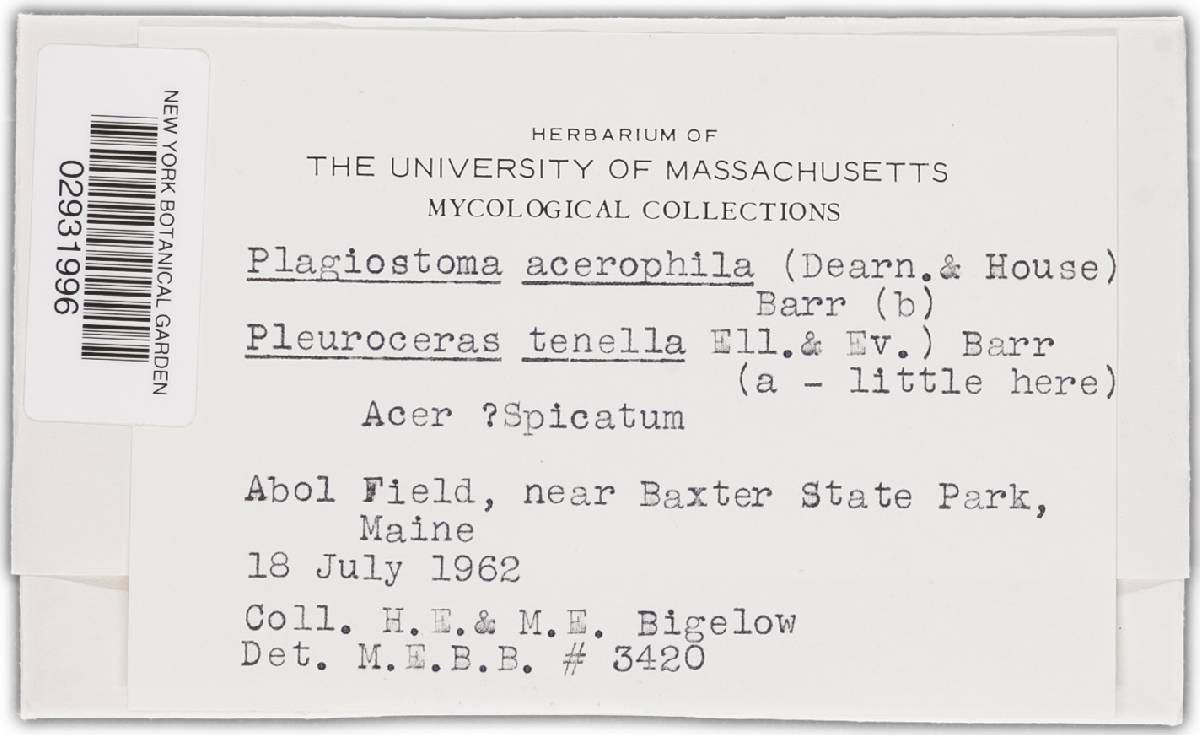 Plagiostoma acerophilum image