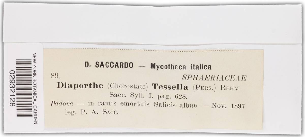Allantoporthe tessella image