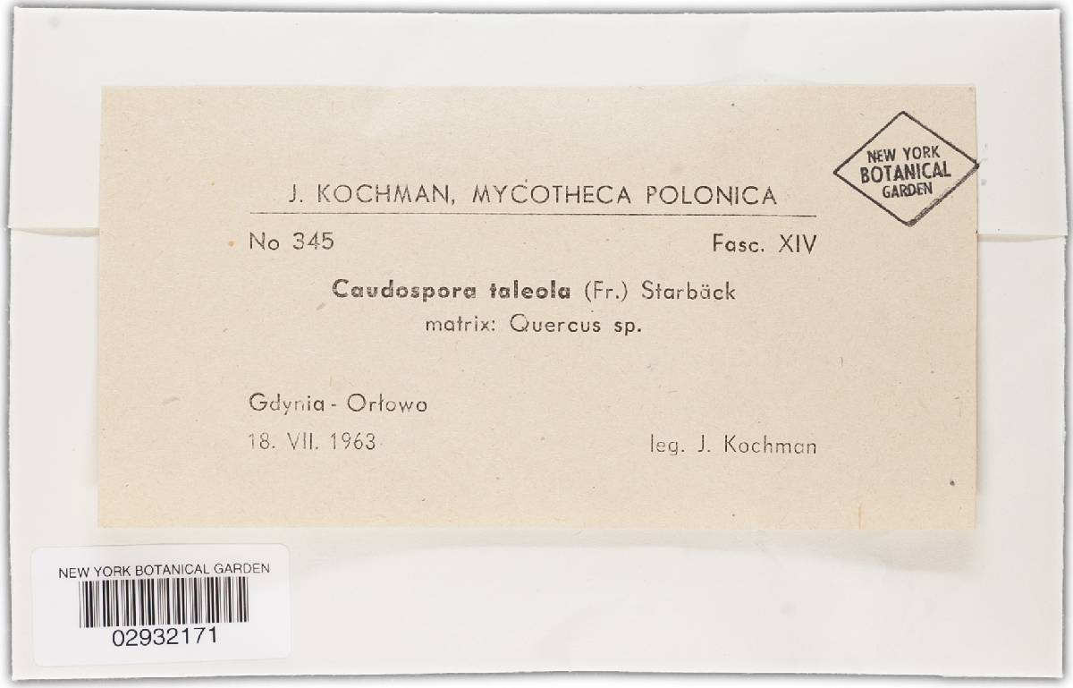 Caudospora taleola image