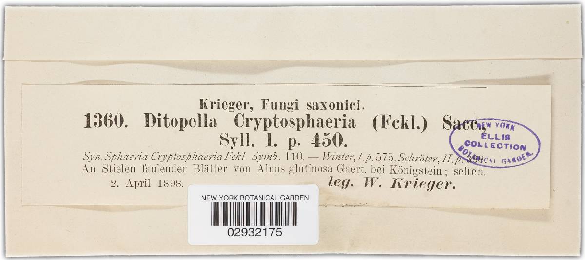 Ditopella cryptosphaeria image