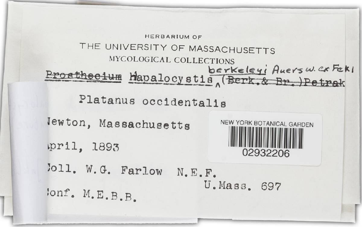 Hapalocystis berkeleyi image