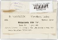 Melanconis alni image