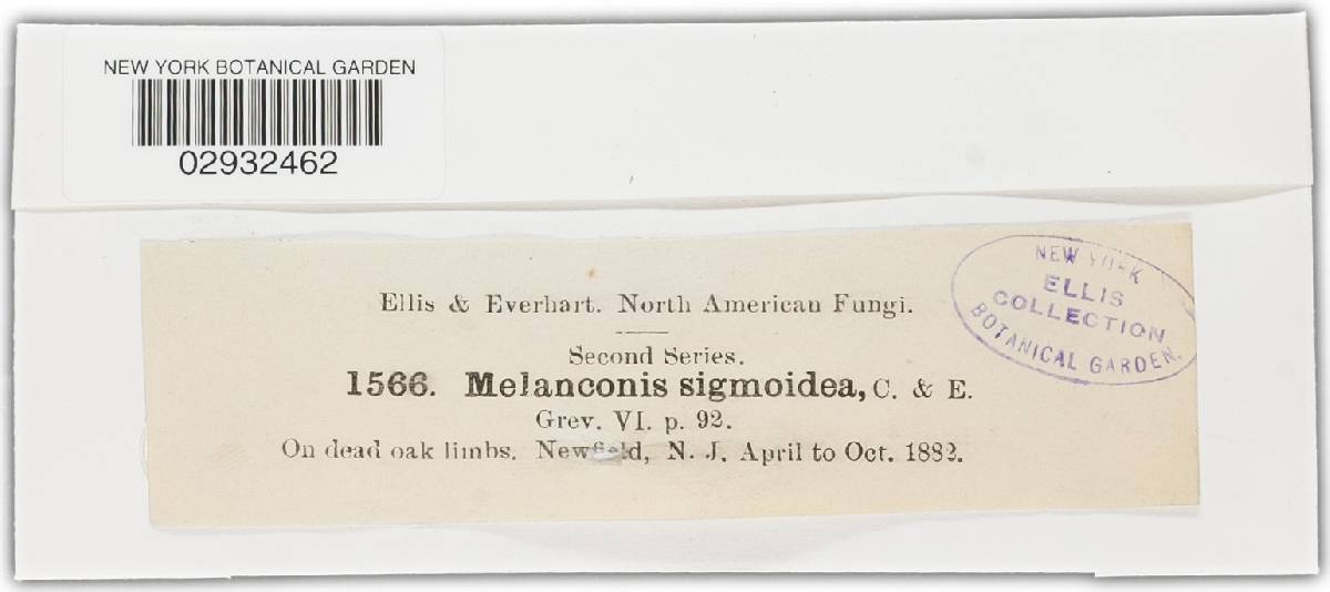 Melanconis sigmoidea image