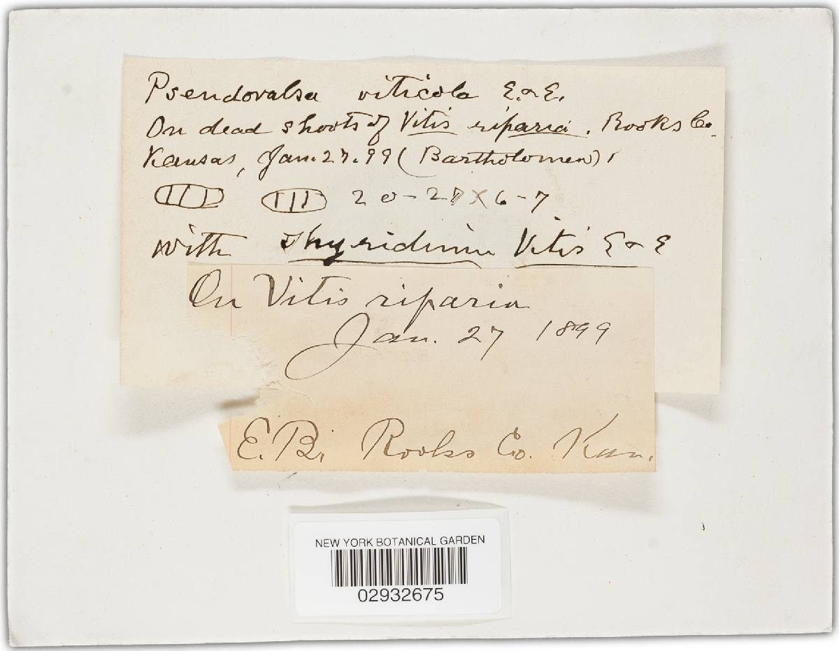 Pseudovalsa viticola image