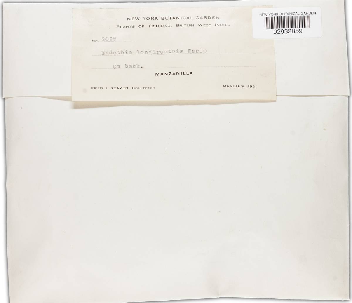 Rostraureum longirostre image