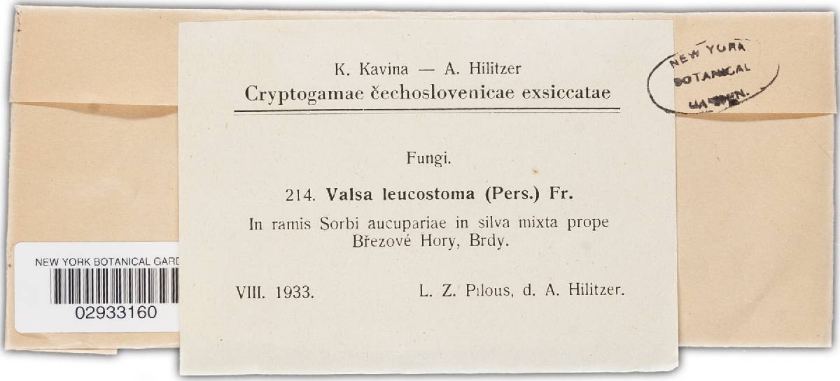 Leucostoma image
