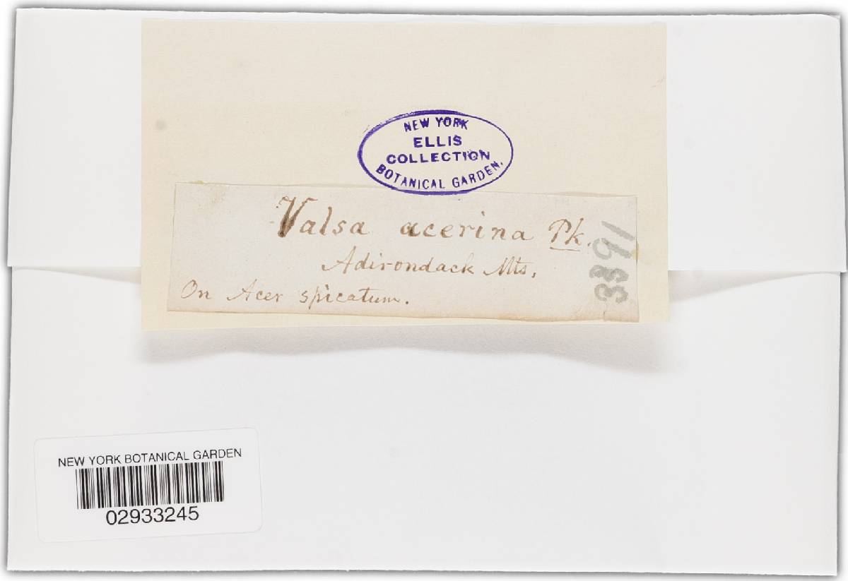 Diaporthe acerina image