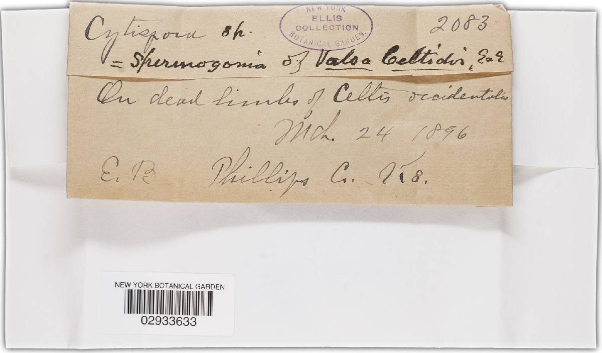 Valsa celtidis image