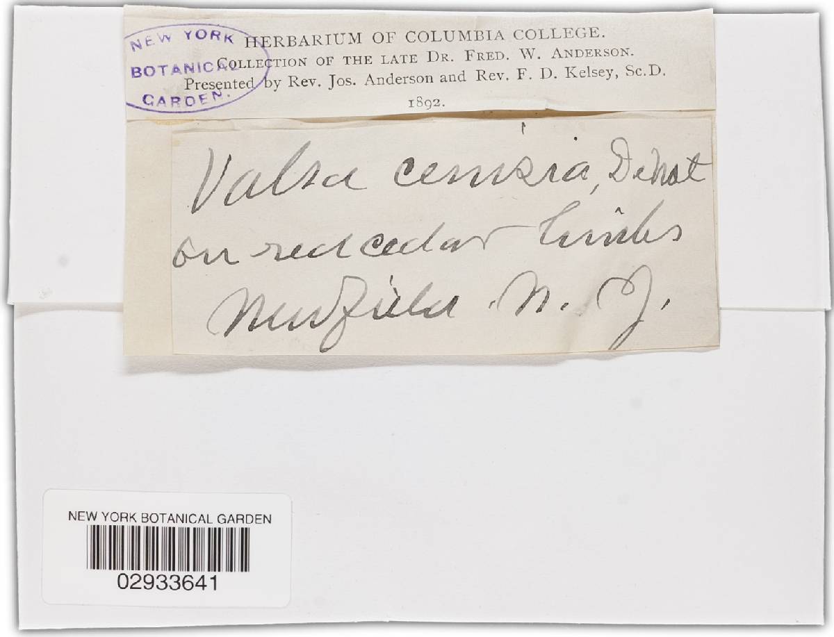 Valsa abietis image