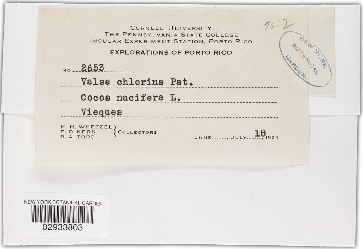 Valsa chlorina image