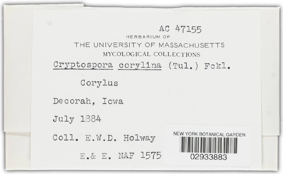 Cryptosporella corylina image