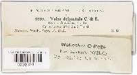 Valsa delicatula image