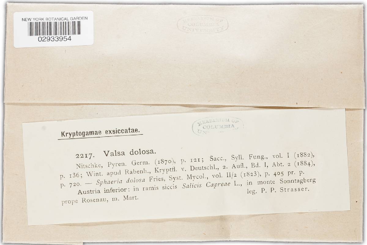 Valsa dolosa image