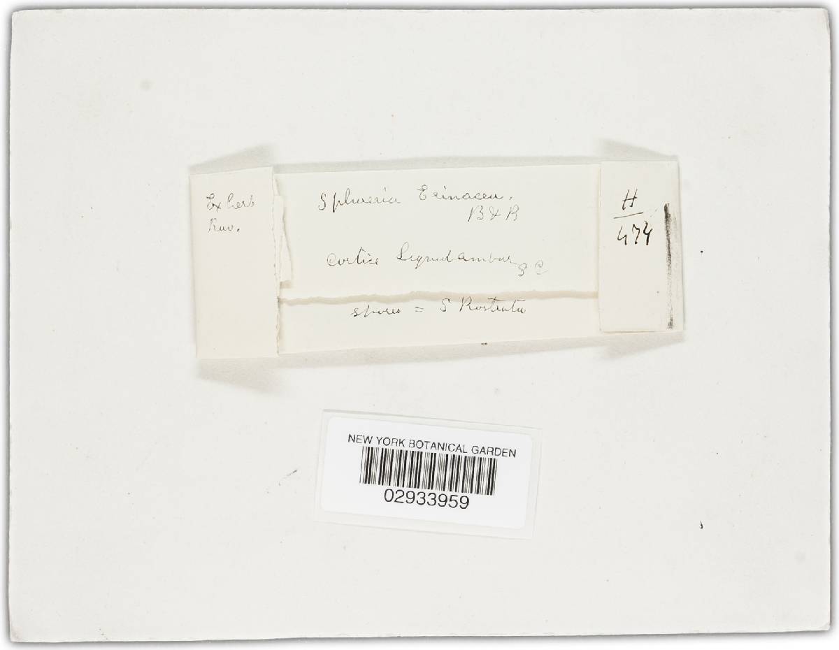 Valsa erinacea image