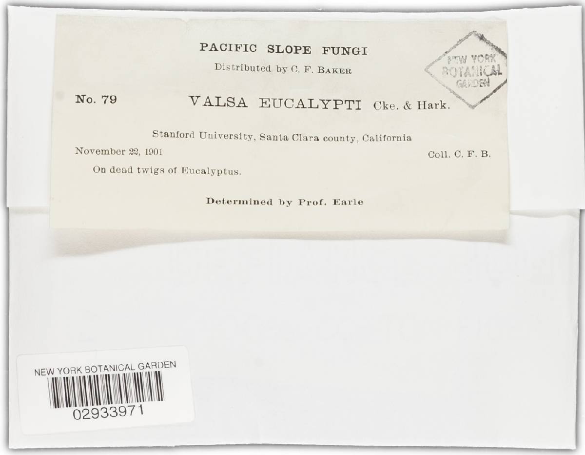 Valsa eucalypti image