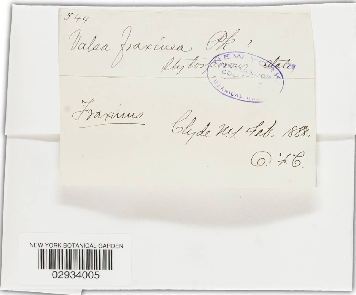Valsa fraxinina image
