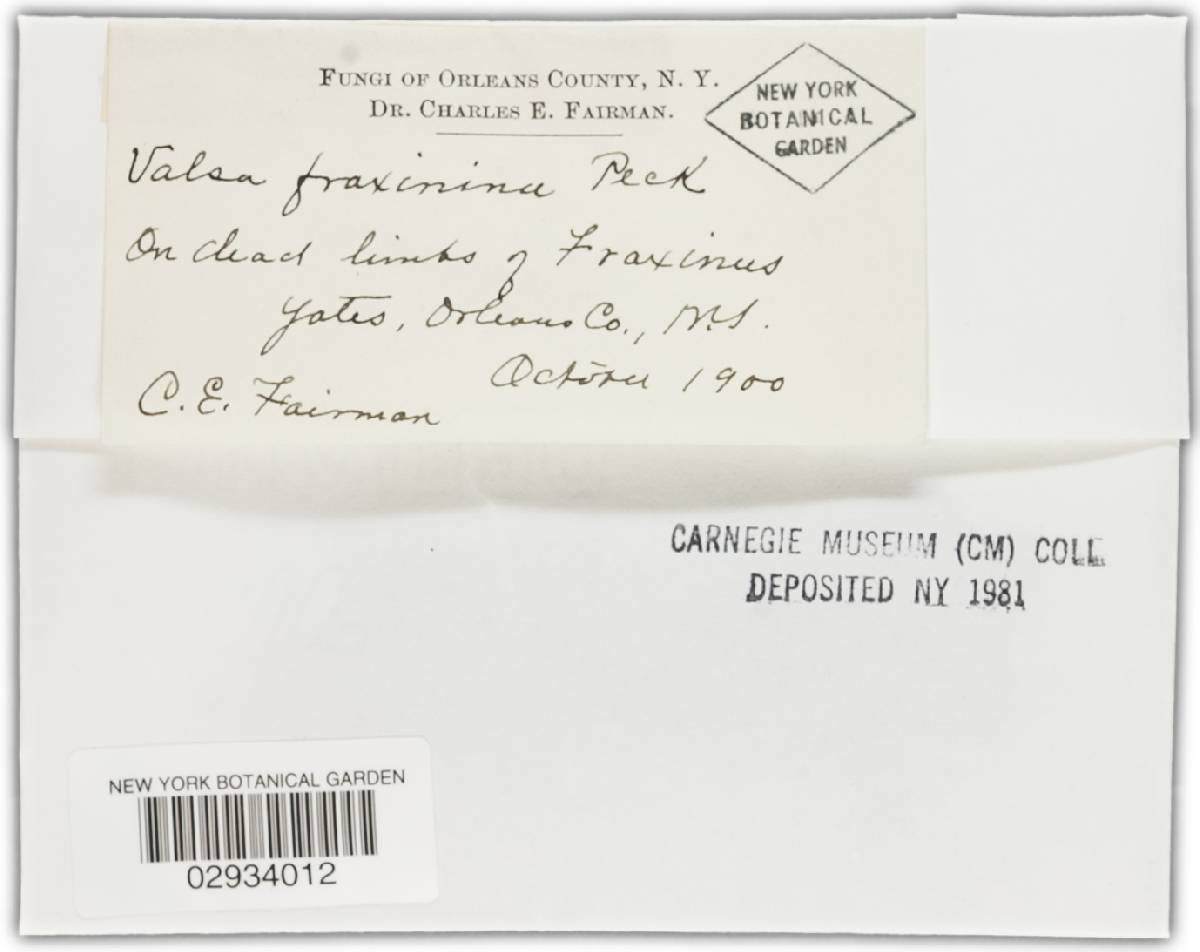 Valsa fraxinina image