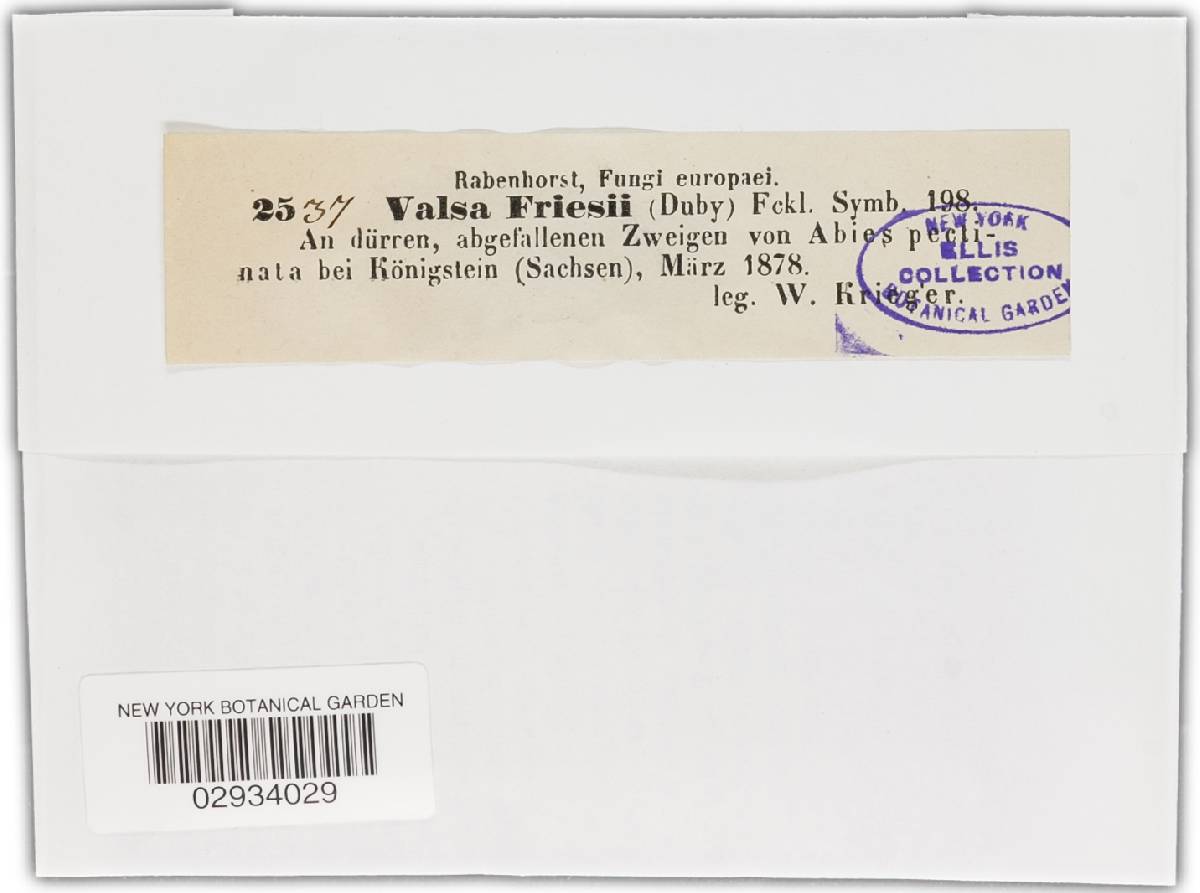 Valsa abietis image