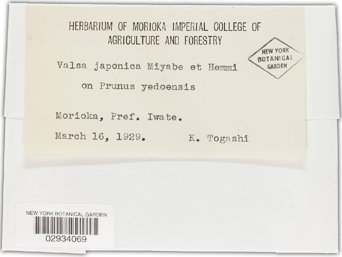 Valsa japonica image