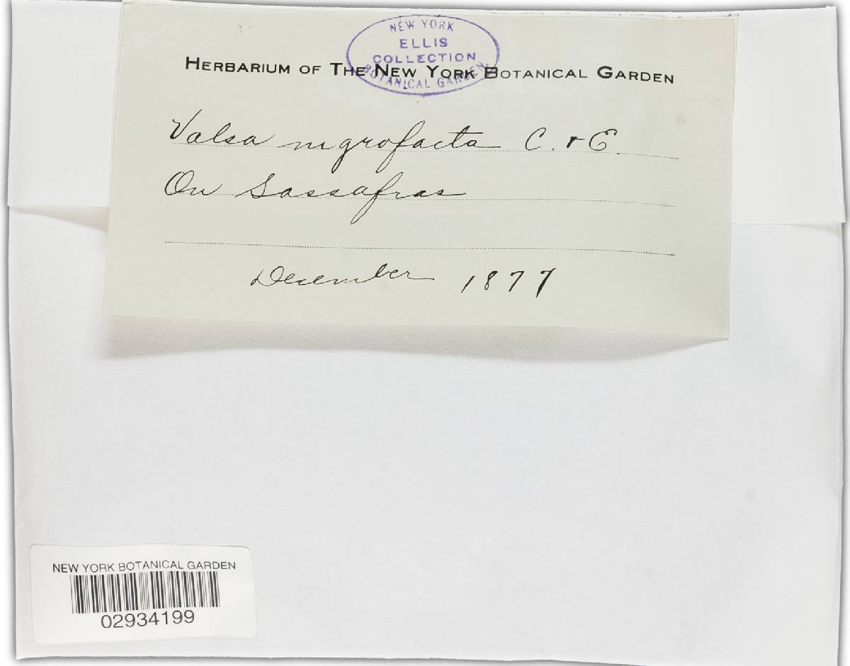 Valsa nigrofacta image