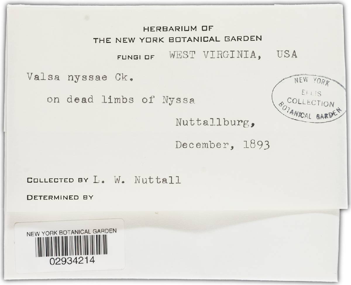 Valsa nyssae image