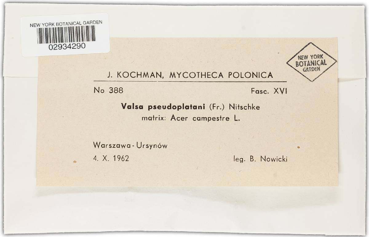 Valsa pseudoplatani image