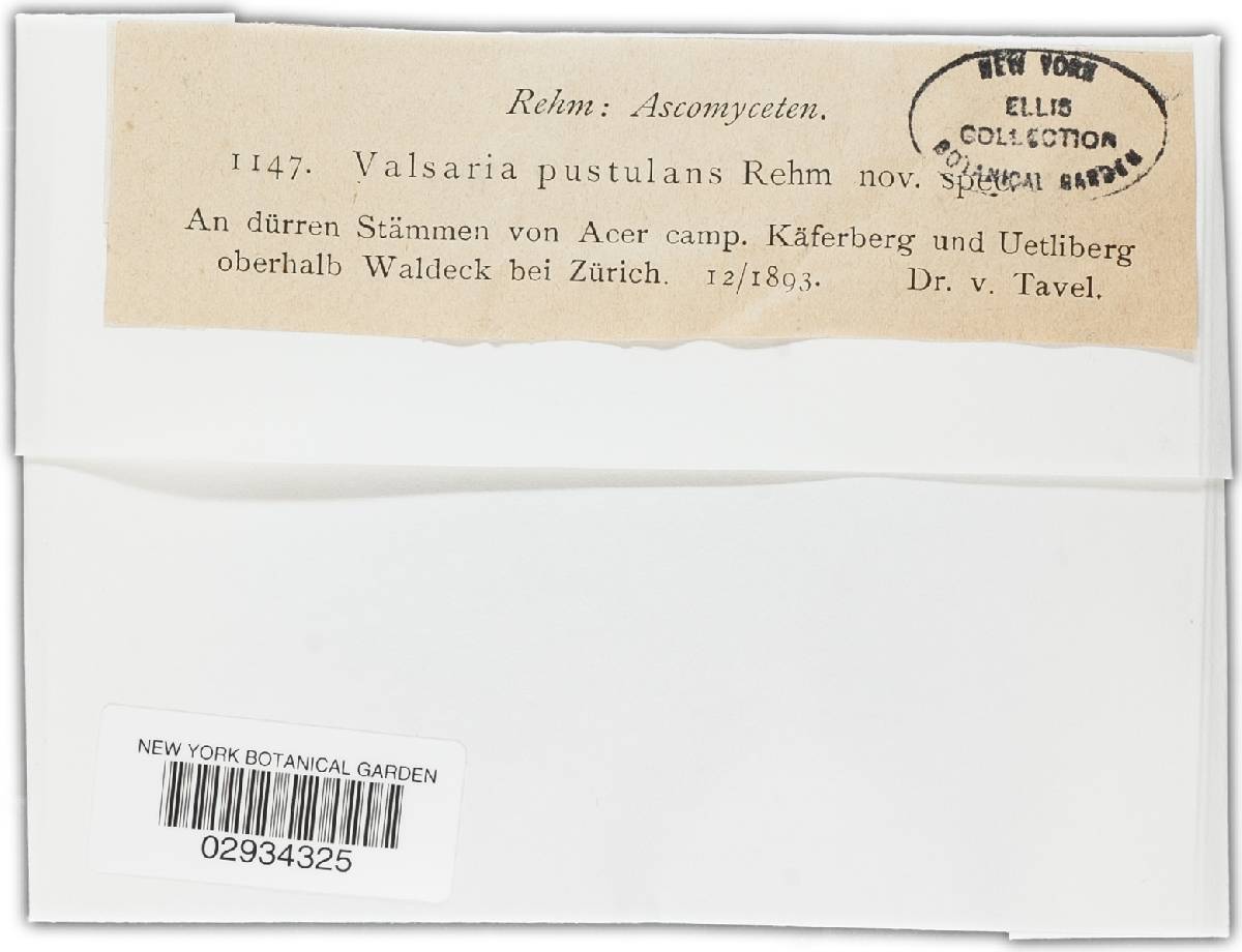 Valsaria image