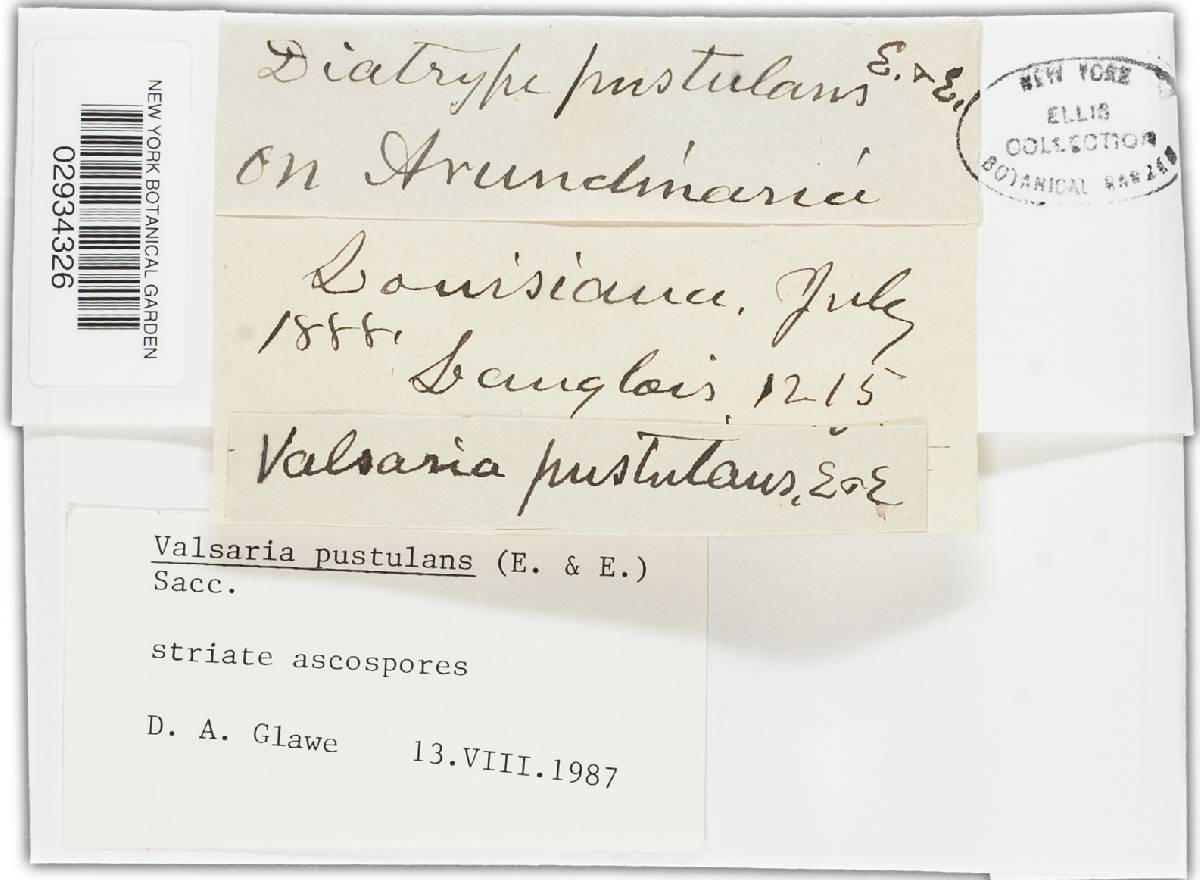 Valsaria pustulans image